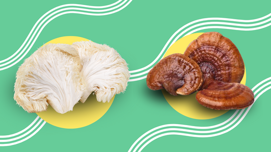 Exploring the Power of Functional Mushrooms: Lion’s Mane & Reishi